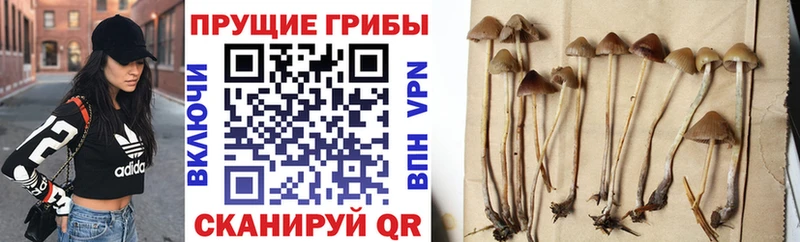 Купить  Ахтырский  Псилоцибиновые грибы Magic Shrooms 